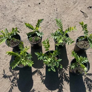 Gold Medallion Tree Live Plant - Cassia leptophylla, 1 Gallon Pot - Image 4