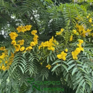 Gold Medallion Tree Live Plant - Cassia leptophylla, 1 Gallon Pot - Image 5