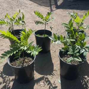 Gold Medallion Tree Live Plant - Cassia leptophylla, 1 Gallon Pot - Image 6