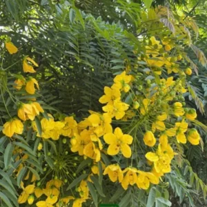 Gold Medallion Tree Live Plant - Cassia leptophylla, 1 Gallon Pot - Image 7