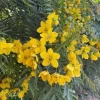 Gold Medallion Tree Live Plant - Cassia leptophylla, 1 Gallon Pot - Image 1