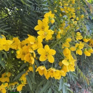 Gold Medallion Tree Live Plant - Cassia leptophylla, 1 Gallon Pot - Image 1