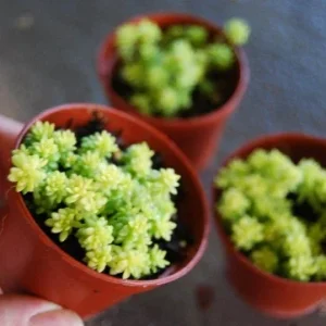 Gold Moss Sedum Acre Live Plant - Creeping Ground Cover Succulent - Image 2