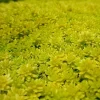 Gold Moss Sedum Acre Live Plant - Creeping Ground Cover Succulent - Image 1