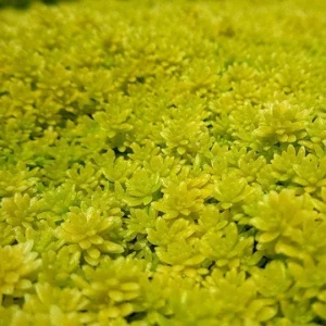 Gold Moss Sedum Acre Live Plant - Creeping Ground Cover Succulent - Image 1