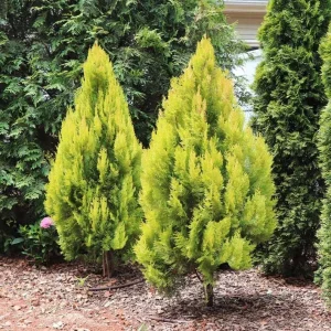 Golden Arborvitae Live Plant – Evergreen Tree – 8-14 inch Tall – 1 Quart Pot – Outdoor - Image 2