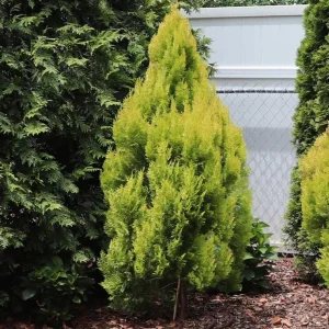Golden Arborvitae Live Plant – Evergreen Tree – 8-14 inch Tall – 1 Quart Pot – Outdoor - Image 3