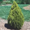 Golden Arborvitae Live Plant – Evergreen Tree – 8-14 inch Tall – 1 Quart Pot – Outdoor - Image 1