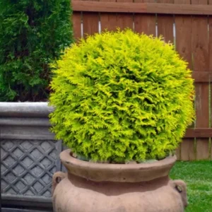 Golden Arborvitae Live Plant – Evergreen Tree – 8-14 inch Tall – 1 Quart Pot – Outdoor - Image 4