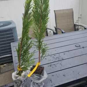 Golden Arborvitae Live Plant – Evergreen Tree – 8-14 inch Tall – 1 Quart Pot – Outdoor - Image 5