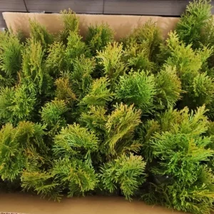 Golden Arborvitae Live Plant – Evergreen Tree – 8-14 inch Tall – 1 Quart Pot – Outdoor - Image 6