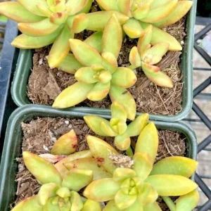Golden Glow Sedum Adolphii Succulent Live Plant – 2 Pack – 2 inch Pots - Image 2