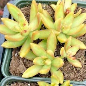 Golden Glow Sedum Adolphii Succulent Live Plant – 2 Pack – 2 inch Pots - Image 1