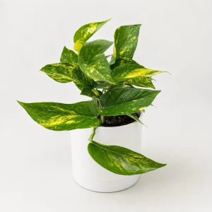 Golden Pothos Live Plant - 4