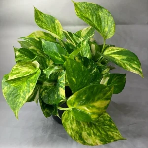 Golden Pothos Live Plant - 4
