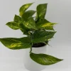 Golden Pothos Live Plant - 4" Pot, Easy Care Trailing Vine for Indoors - Image 1