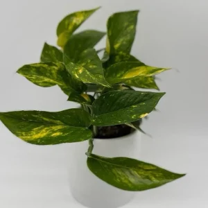 Golden Pothos Live Plant - 4" Pot, Easy Care Trailing Vine for Indoors - Image 1