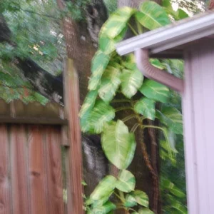 Golden Pothos Live Plant – Epipremnum Aureum Vine – Indoor Houseplant – Easy Care - Image 2