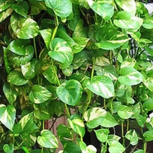 Golden Pothos Live Plant – Epipremnum Aureum Vine – Indoor Houseplant – Easy Care - Image 3
