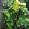 Golden Pothos Live Plant – Epipremnum Aureum Vine – Indoor Houseplant – Easy Care - Image 1