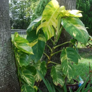 Golden Pothos Live Plant – Epipremnum Aureum Vine – Indoor Houseplant – Easy Care - Image 1
