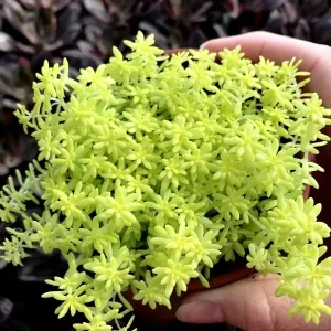 Golden Sedum Moss Tokyo Sun Live Plant - Vibrant Yellow Groundcover Succulent - Image 2