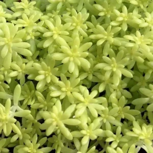 Golden Sedum Moss Tokyo Sun Live Plant - Vibrant Yellow Groundcover Succulent - Image 3