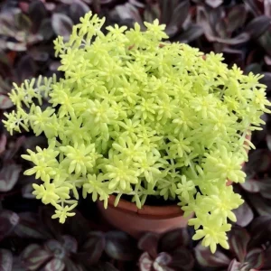 Golden Sedum Moss Tokyo Sun Live Plant - Vibrant Yellow Groundcover Succulent - Image 1