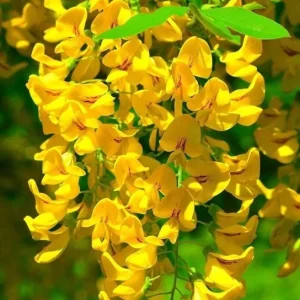 Golden Wisteria Seeds - 5 Rare Climbing Flower Seeds Perennial Vine - Image 21