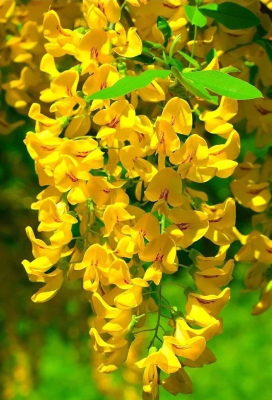 Golden Wisteria Seeds - 5 Rare Climbing Flower Seeds Perennial Vine - Image 5