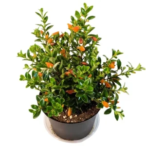 Goldfish Plant Live - 7 Inch Trailing Houseplant for Hanging Baskets - Image 2