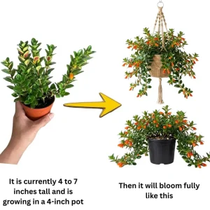 Goldfish Plant Live - 7 Inch Trailing Houseplant for Hanging Baskets - Image 3