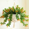 Goldfish Plant Live - 7 Inch Trailing Houseplant for Hanging Baskets - Image 1