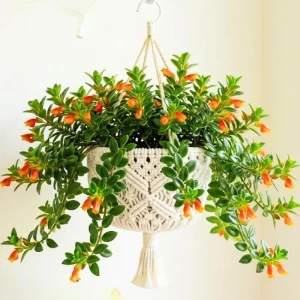 Goldfish Plant Live - 7 Inch Trailing Houseplant for Hanging Baskets - Image 1