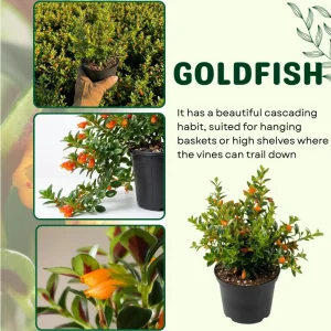 Goldfish Plant Live - 7 Inch Trailing Houseplant for Hanging Baskets - Image 4