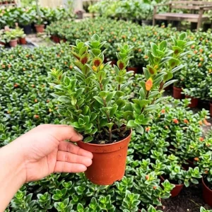 Goldfish Plant Live - 7 Inch Trailing Houseplant for Hanging Baskets - Image 5