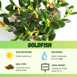 Goldfish Plant Live - 7 Inch Trailing Houseplant for Hanging Baskets - Image 6