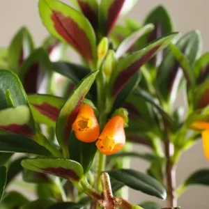 Goldfish Plant Live - 7 Inch Trailing Houseplant for Hanging Baskets - Image 7