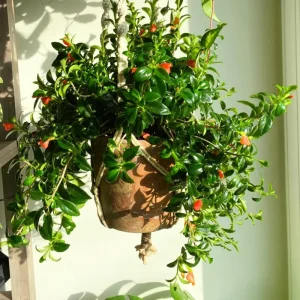 Goldfish Plant Live - 7 Inch Trailing Houseplant for Hanging Baskets - Image 8
