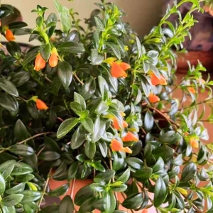 Goldfish Plant Live - 7 Inch Trailing Houseplant for Hanging Baskets - Image 9