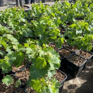 Grafted Kyoho Grape Vine Live Plant - Rare Japanese Variety, 2 Gallon Pot - Image 2