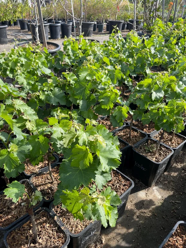 Grafted Kyoho Grape Vine Live Plant - Rare Japanese Variety, 2 Gallon Pot - Image 2