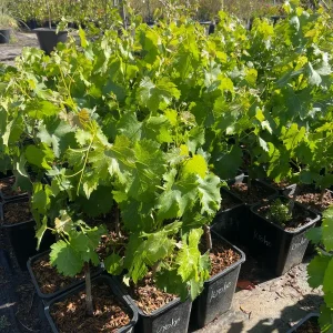 Grafted Kyoho Grape Vine Live Plant - Rare Japanese Variety, 2 Gallon Pot - Image 3