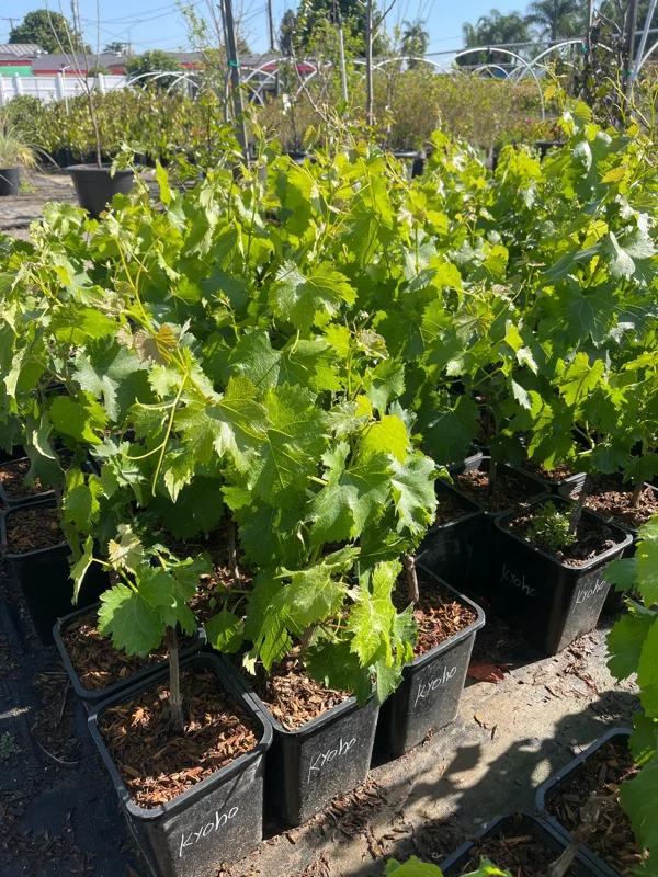 Grafted Kyoho Grape Vine Live Plant - Rare Japanese Variety, 2 Gallon Pot - Image 3