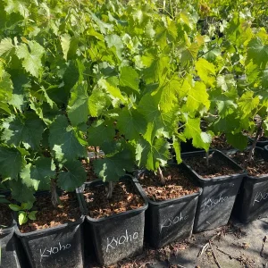 Grafted Kyoho Grape Vine Live Plant - Rare Japanese Variety, 2 Gallon Pot - Image 4