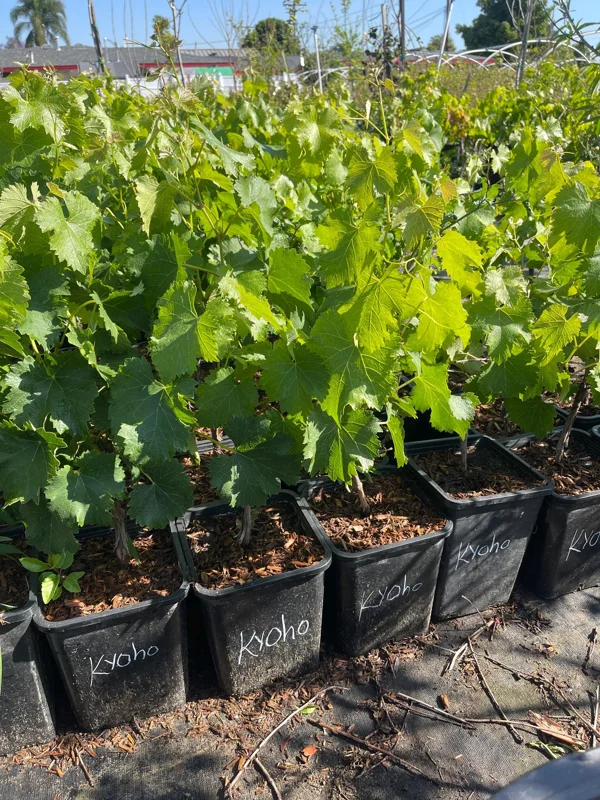 Grafted Kyoho Grape Vine Live Plant - Rare Japanese Variety, 2 Gallon Pot - Image 4