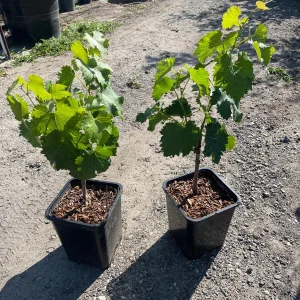 Grafted Kyoho Grape Vine Live Plant - Rare Japanese Variety, 2 Gallon Pot - Image 5