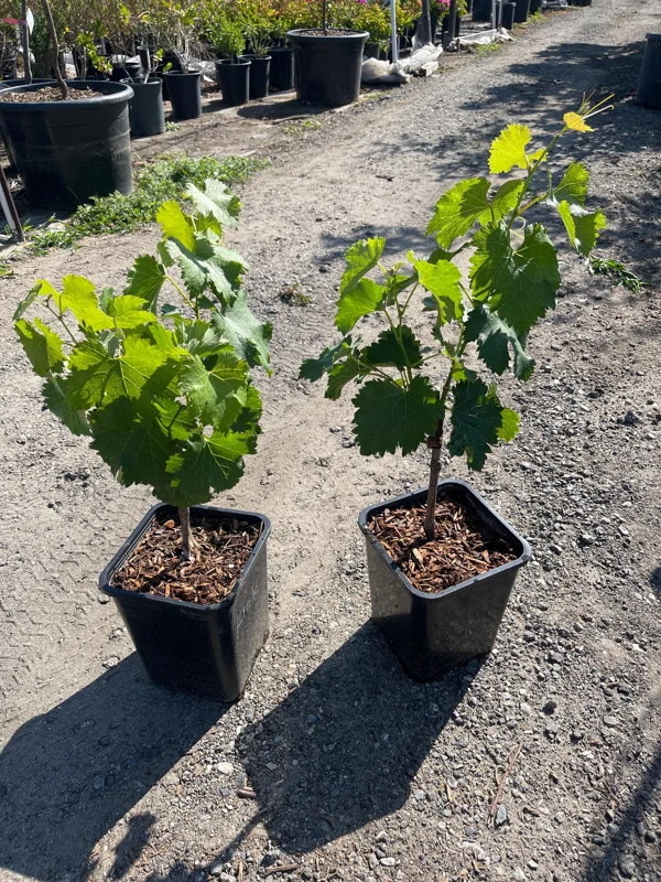 Grafted Kyoho Grape Vine Live Plant - Rare Japanese Variety, 2 Gallon Pot - Image 5