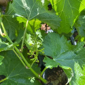 Grafted Kyoho Grape Vine Live Plant - Rare Japanese Variety, 2 Gallon Pot - Image 6