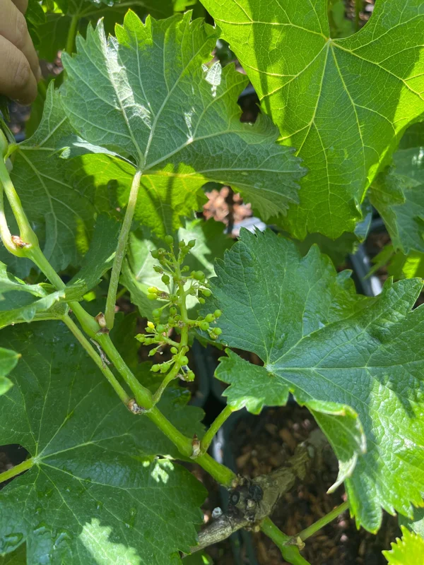 Grafted Kyoho Grape Vine Live Plant - Rare Japanese Variety, 2 Gallon Pot - Image 6